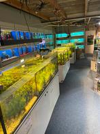 Plantentafel, Dieren en Toebehoren, Vissen | Aquaria en Toebehoren, Ophalen, Gebruikt, Plant(en), Steen of Hout