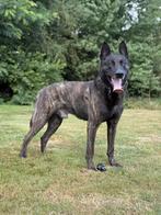 Te koop wegens annulering nog één Reutje, Dieren en Toebehoren, Reu, Eén hond, Herder, Nederland