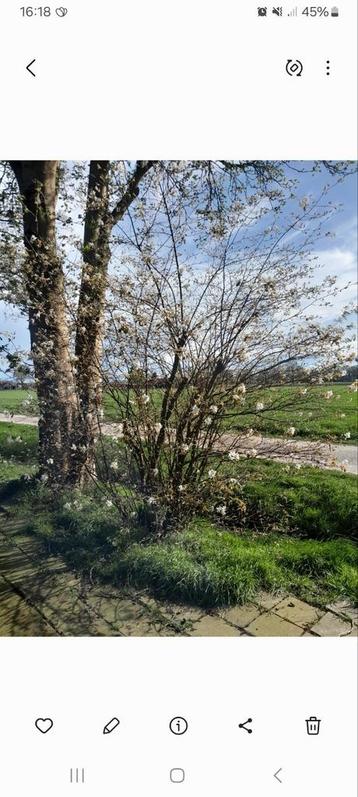 Krentenboompjes beschikbaar voor biedingen