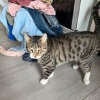 Kat, Kater, Gechipt, 0 tot 2 jaar