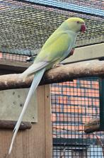 Halsband parkiet, man van 2024., Dieren en Toebehoren, Vogels | Parkieten en Papegaaien, Mannelijk, Parkiet