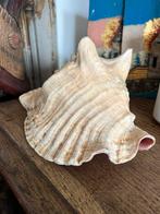 Grote mooie schelp, Ophalen, Schelp(en)