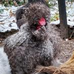 Zijdehoen haan, Mannelijk, Kip