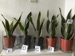 Verschillende Sanseveria planten met glazen pot, Ophalen of Verzenden, Halfschaduw, Minder dan 100 cm