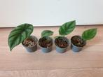 Baby alocasia sinuata populaire kamerplantjes, Overige soorten, In pot, Minder dan 100 cm, Groene kamerplant