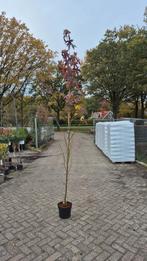 Liquidambar Worplesdon (Amberboom) in pot, Ophalen
