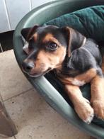 Jackrussel black tan. Superlief, speels  en vriendelijk., Dieren en Toebehoren, Jack Russell Terriër, Reu, 8 tot 15 weken, CDV (hondenziekte)
