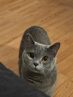 Brits Korthaar poes blauw (3 jaar) - Gechipt, Dieren en Toebehoren, Katten en Kittens | Raskatten | Korthaar, Poes, Ingeënt