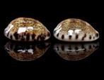 Schelpen: Cypraea felina fabula 21,8-22mm (Gem) Groot!, Ophalen of Verzenden, Schelp(en)