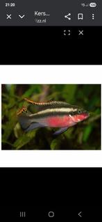 Kersenbuik chicliden man en vrouw aanwezig, Dieren en Toebehoren, Vissen | Aquariumvissen, Vis