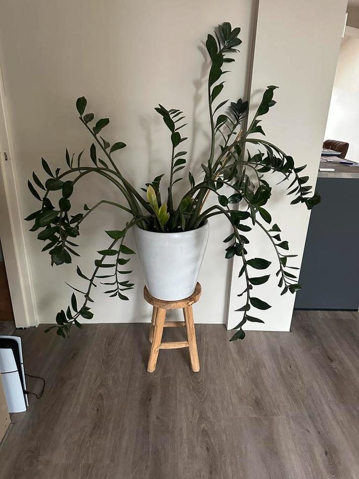 Zamioculcas Zamiifolia (ZZ Plant) in pot, Huis en Inrichting, Kamerplanten, Overige soorten, Minder dan 100 cm, Groene kamerplant