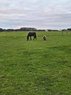Mooie 2,5 jarige ruin zoekt goed thuis, Ruin, Dressuurpaard