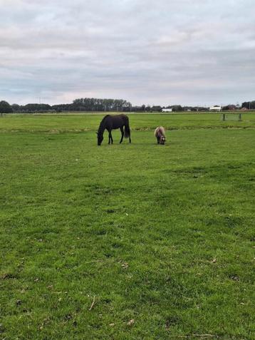 Mooie 2,5 jarige ruin zoekt goed thuis  beschikbaar voor biedingen