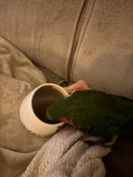 Lori papegaai super tam, Dieren en Toebehoren, Vogels | Parkieten en Papegaaien, Mannelijk, Papegaai, Tam