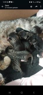 kittens geboren💕nog 1 zwart witje, Dieren en Toebehoren, Katten en Kittens | Overige Katten, Kortharig, Meerdere dieren, 0 tot 2 jaar