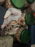 Schelpen heel heel veel, Verzamelen, Ophalen of Verzenden, Schelp(en)