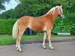 te koop : 1 jarige haflinger hengst, Dieren en Toebehoren, Minder dan 160 cm, Gechipt, 0 tot 2 jaar, Hengst
