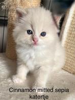 Ragdoll kittens stamboom, getest, cinnamon(dragers), Dieren en Toebehoren, Katten en Kittens | Raskatten | Langhaar, Meerdere dieren