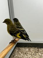 1-1 Zwartkopsijs, Dieren en Toebehoren, Meerdere dieren, Wildzangvogel, Geringd
