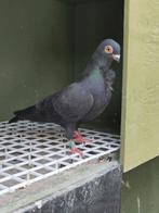 Figurita zwart, Dieren en Toebehoren, Vogels | Duiven, Meerdere dieren, Overige soorten