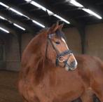 Springmerrie met top afstamming!, Dieren en Toebehoren, Paarden, Merrie, Springpaard, 3 tot 6 jaar, 160 tot 165 cm