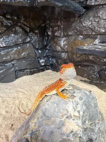 Baardagaam red hypo het. trans, met of zonder terrarium beschikbaar voor biedingen