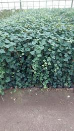 Hedera 3 maten 100 +150+ en het neusje van de zalm 225+, Tuin en Terras, Planten | Tuinplanten, Ophalen, Vaste plant, Bloeit niet