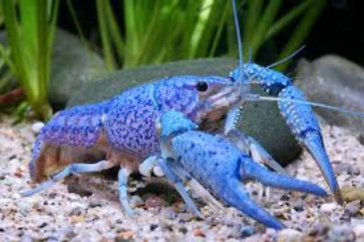 Procambarus alleni - Blauwe florida kreeft -Koidream Valburg, Dieren en Toebehoren, Vissen | Aquariumvissen, Zoetwatervis, Kreeft, Krab of Garnaal