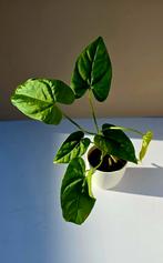 Anthurium balaoanum – babyplant, Huis en Inrichting, Ophalen of Verzenden, Overige soorten, Minder dan 100 cm