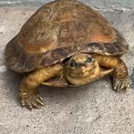 Opgezette schildpad antiek taxidermie, Schildpad, 0 tot 2 jaar