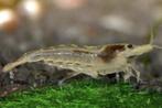 Wilde Neocaridina Garnalen – Aquarium, Vissen, Huisdieren, Ophalen of Verzenden, Nieuw, Overige typen