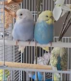 Jonge grasparkietjes, Kinderen en Baby's, Speelgoed | Knuffels en Pluche, Ophalen of Verzenden, Zo goed als nieuw, Overige typen