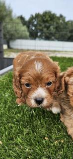 Cavapoo dwerg poedel x cavalier pups, Dieren en Toebehoren, Nederland, CDV (hondenziekte), 8 tot 15 weken, Meerdere