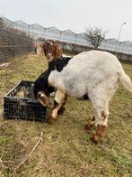 Mooie maanvlek boerbok, Dieren en Toebehoren, Schapen, Geiten en Varkens, Mannelijk, Geit