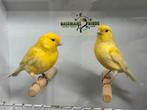 Gele kanaries, Dieren en Toebehoren, Vogels | Kanaries, Meerdere dieren, Kleurkanarie