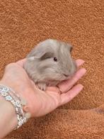 Sheltie lavendel beertje knuffel grijs beige langhaar lief, Dieren en Toebehoren, Knaagdieren, Cavia, Augustus, Mannelijk, Tam