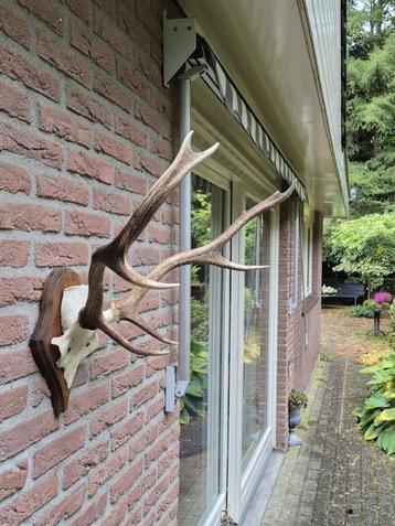 Edelhert Gewei Jacht Hut  Mancave Overkapping D73 beschikbaar voor biedingen