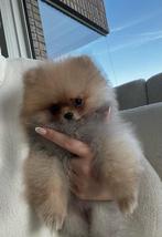 Raszuivere NL mini pomeriaan puppy’s, Dieren en Toebehoren, 8 tot 15 weken, Meerdere, Meerdere dieren, Nederland