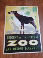 Poster Zoo Antwerpen, Dier of Natuur, Ophalen of Verzenden, Zo goed als nieuw, Rechthoekig Staand