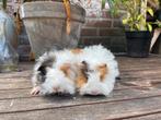Twee Lunkarya cavia zeugjes, Dieren en Toebehoren, Knaagdieren, Cavia, Juli, Vrouwelijk, Tam