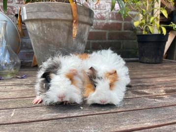 Twee Lunkarya cavia zeugjes beschikbaar voor biedingen