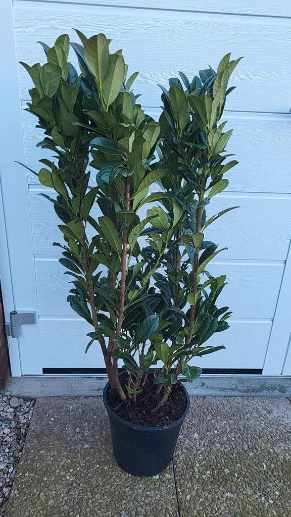 Prunus laurier bonaparte 1m 1.20m, Tuin en Terras, Planten | Struiken en Hagen, Laurier, 100 tot 250 cm, Ophalen