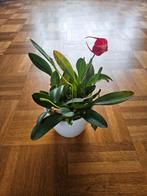 Masdevallia, Ophalen, Overige soorten, Halfschaduw, Minder dan 100 cm