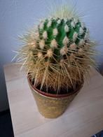 Cactus "schoonmoedersstoel", echinocactus h 15 , b 18, Huis en Inrichting, Kamerplanten, Ophalen, Cactus, Volle zon, Minder dan 100 cm