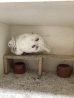 Zware bastaard doffer, Dieren en Toebehoren, Vogels | Duiven, Mannelijk, Kropper
