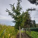 tamme castanje 3 meter hoog hebben al vrucht gedragen, Tuin en Terras, Planten | Bomen, Ophalen, Volle zon, Overige soorten