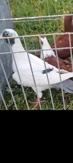 Ik zoek een duifvrouwtje, Dieren en Toebehoren, Vogels | Duiven, Mannelijk