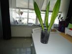 sansevieria in plastic potje, Ophalen, In pot, Volle zon, Minder dan 100 cm