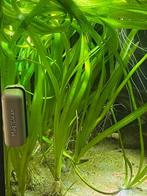 Vallisneria Gigantea, Ophalen, Zo goed als nieuw, Plant(en), Steen of Hout