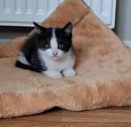 Thuis gezocht, Poes